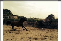 Unsere Wildpferde